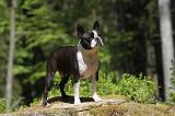 BOSTON TERRIER 249